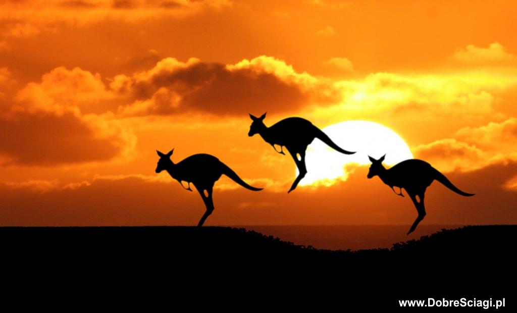 Kangury / kangaroos